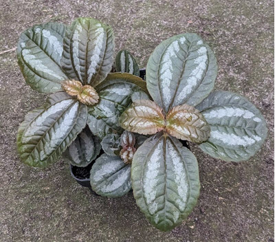 3" Pilea Friendship